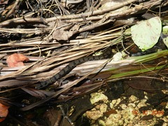 Cubophis cantherigerus
