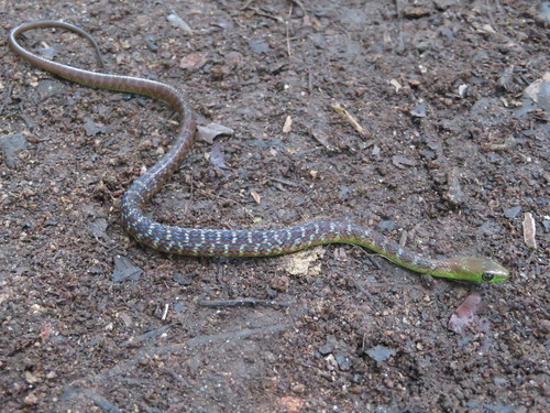 Usambara Green Snake, Philothamnus macrops