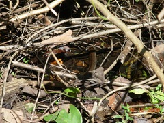 Cubophis cantherigerus