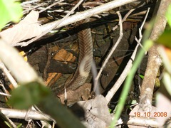 Cubophis cantherigerus