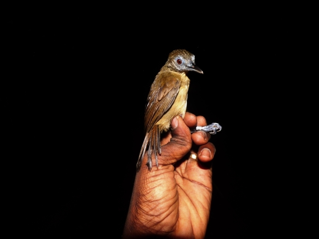 Brown Illadopsis