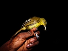 Phyllastrephus icterinus