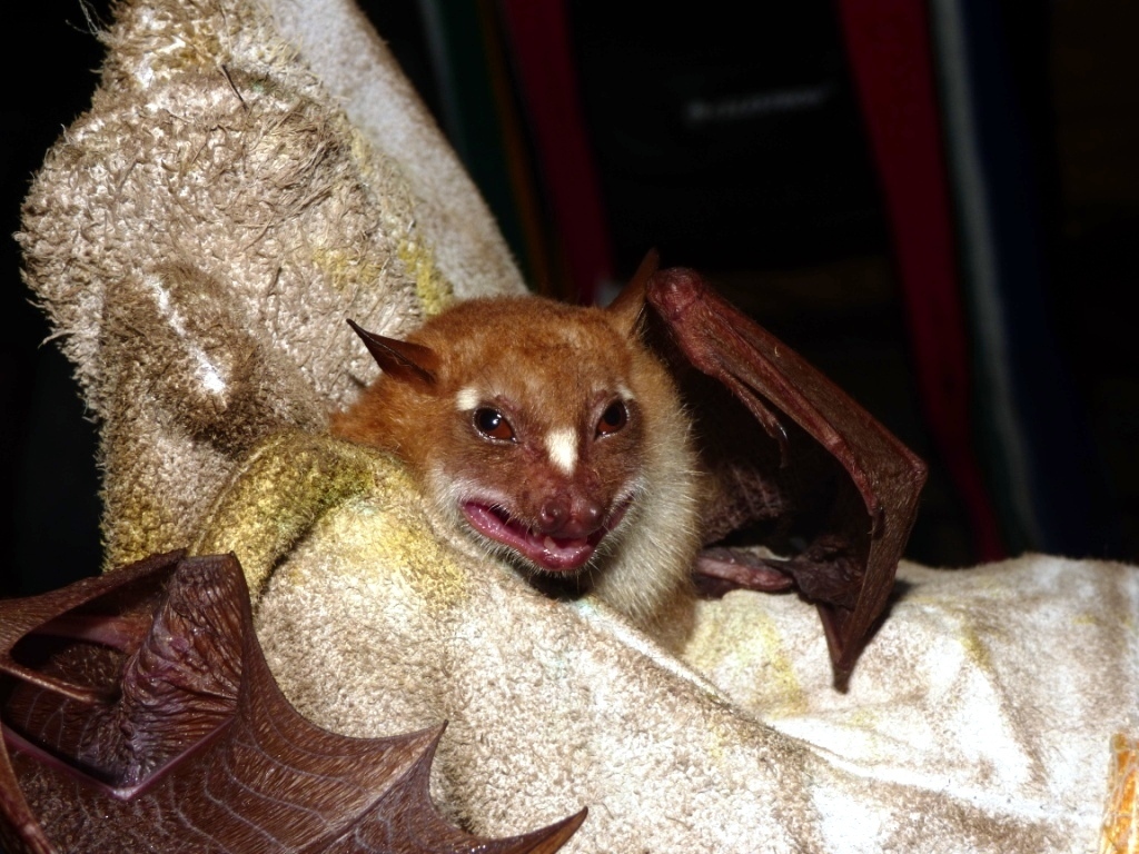 Zenker's Fruit Bat