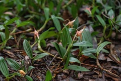 Dendrobium fuscescens