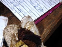 Hipposideros beatus