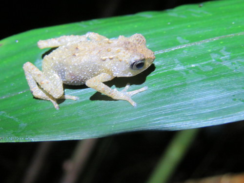 Tornier's Forest Toad, Nectophrynoides tornieri