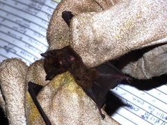Hipposideros beatus