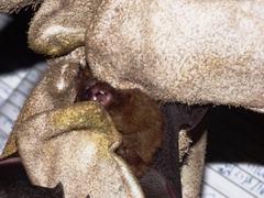 Hipposideros beatus
