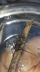 Aegomorphus circumflexus