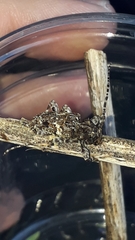 Aegomorphus circumflexus