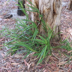 Dianella bambusifolia