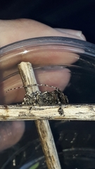 Aegomorphus circumflexus