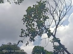 Artocarpus elasticus