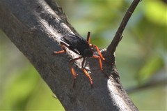Proagonistes