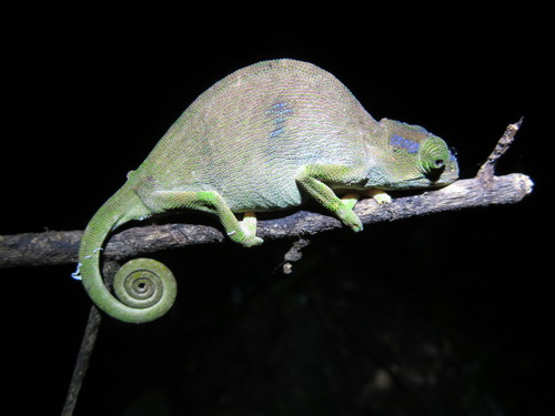 Rednose Dwarf Chameleon, Kinyongia oxyrhina