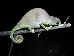 Rednose Dwarf Chameleon photo 4