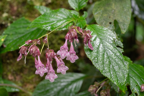 Didymocarpus purpureobracteatus