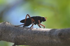 Proagonistes
