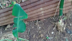 Eutropis multifasciata