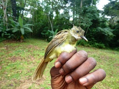 Phyllastrephus albigularis