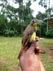 Bleda syndactylus