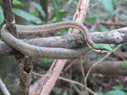 Photo of a Eastern Vine Snake (Thelotornis mossambicanus)