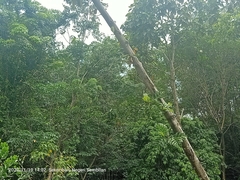 Artocarpus elasticus