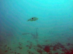 Notolabrus celidotus