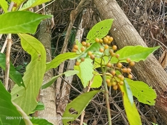Psychotria asiatica