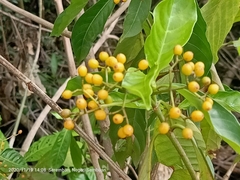 Psychotria asiatica