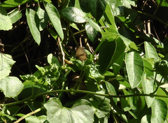 Jamides alecto alocina