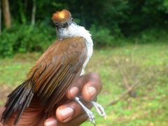 Fire-Crested Alethe photo 3
