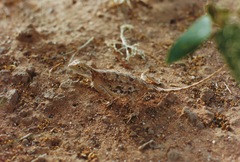 Agama aculeata aculeata