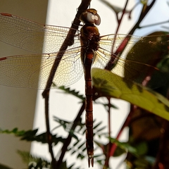 Anaciaeschna jaspidea