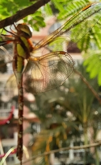 Anaciaeschna jaspidea