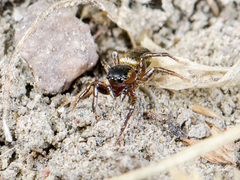 Heliophanus potanini