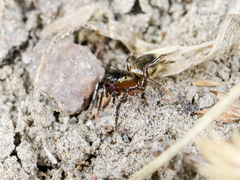 Heliophanus potanini