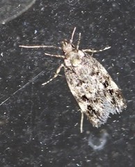 Barea codrella