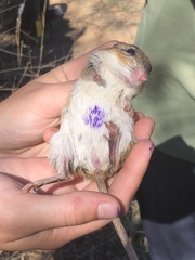 Gerbilliscus leucogaster