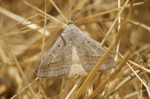 Caenurgia togataria photo 5