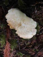 Albatrellus avellaneus