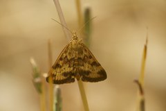 Pyrausta subsequalis