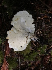 Albatrellus avellaneus