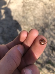 Dermacentor rhinocerinus