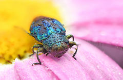 Chrysobothris sauteri