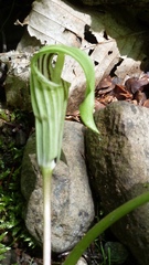 Arisaema stewardsonii