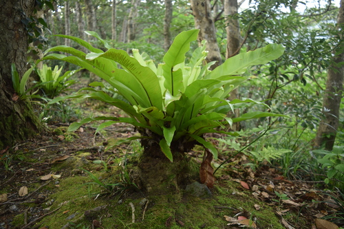Asplenium antiquum iNat (2)