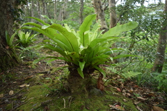Asplenium antiquum