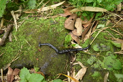 Bipalium fuscatum