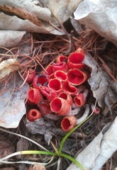 Microstoma protractum